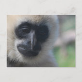 Gibbon Postcard Postkarte (Vorderseite)