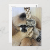GIBBON POSTKARTE (Vorne/Hinten)