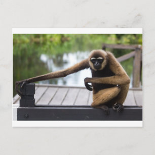 Gibbon Postkarte