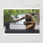 Gibbon Postkarte (Vorderseite)