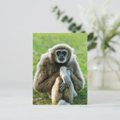 Gibbon, reden wir über den Sinn des Lebens... Postkarte (Stehend Vorderseite)