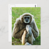Gibbon, reden wir über den Sinn des Lebens... Postkarte (Vorne/Hinten)