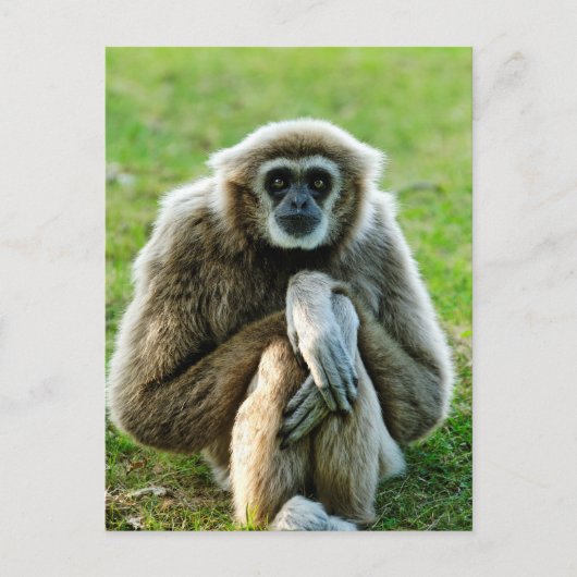 Gibbon, reden wir über den Sinn des Lebens... Postkarte (Vorderseite)