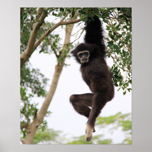 Gibbon Swinging from Tree Poster (Vorne)