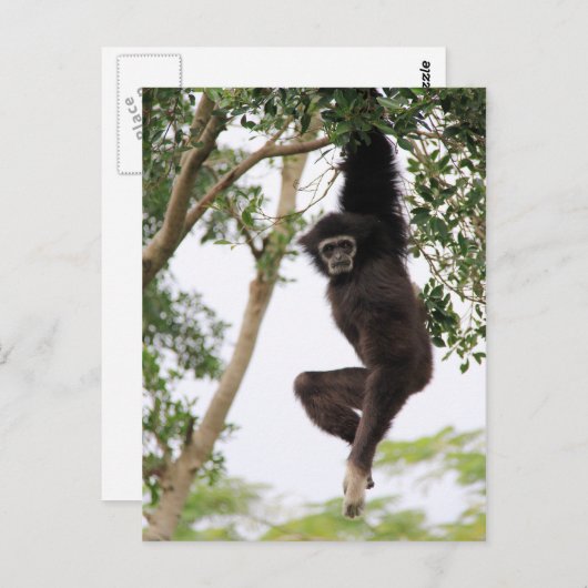 Gibbon Swinging from Tree Postkarte (Vorne/Hinten)