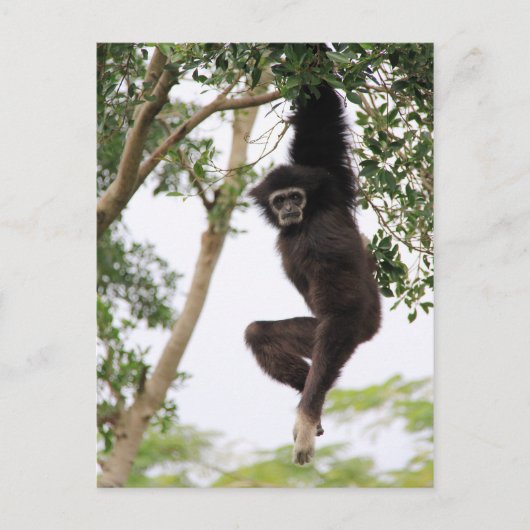Gibbon Swinging from Tree Postkarte (Vorderseite)
