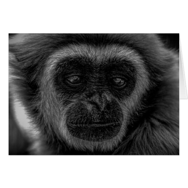 Gibbon Wildtiere indonesisches Säugetier (Vorderseite (Horizontal))