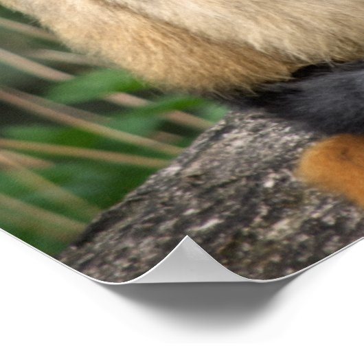 Gibbons Poster (Ecke)