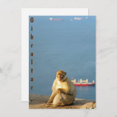 Gibraltar Barbary ape (Vorne/Hinten)