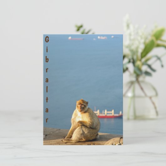 Gibraltar Barbary ape (Stehend Vorderseite)