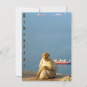 Gibraltar Barbary ape