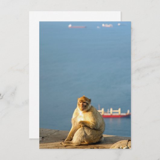 Gibraltar Barbary ape (Vorne/Hinten)