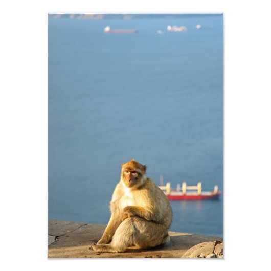 Gibraltar Barbary ape Fotodruck (Vorne)