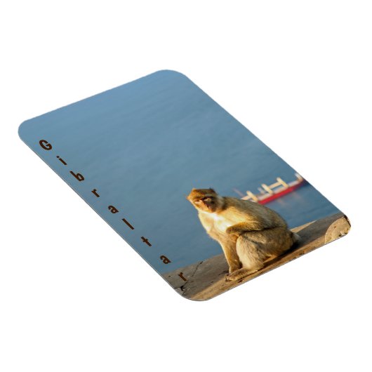 Gibraltar Barbary ape Magnet (Rechte Seite)