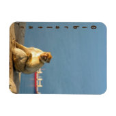 Gibraltar Barbary ape Magnet (Horizontal)