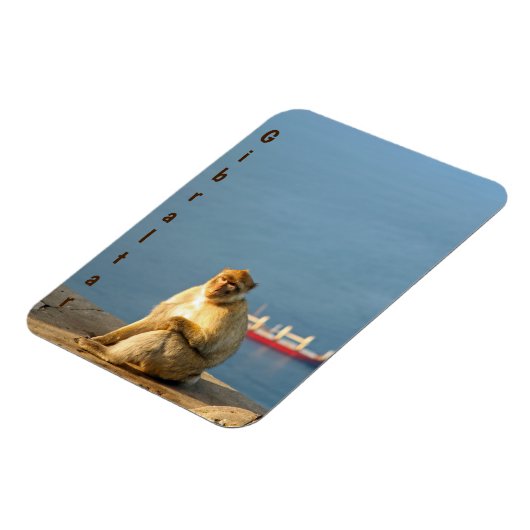 Gibraltar Barbary ape Magnet (Linke Seite)