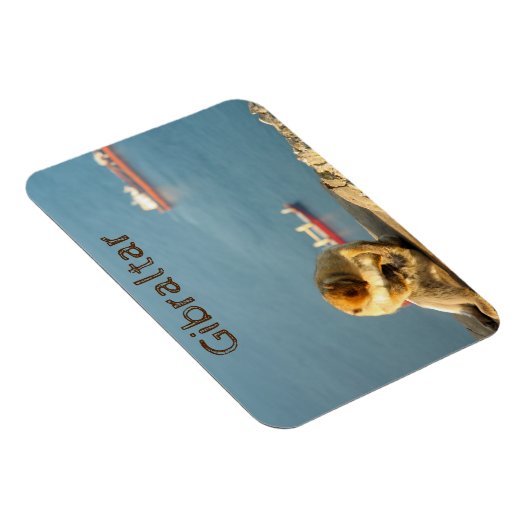 Gibraltar Barbary ape Magnet (Rechte Seite)