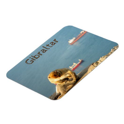 Gibraltar Barbary ape Magnet (Linke Seite)