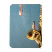 Gibraltar Barbary ape Magnet (Vertikal)