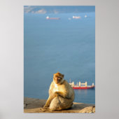 Gibraltar Barbary ape Poster (Vorne)