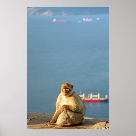 Gibraltar Barbary ape Poster (Vorne)