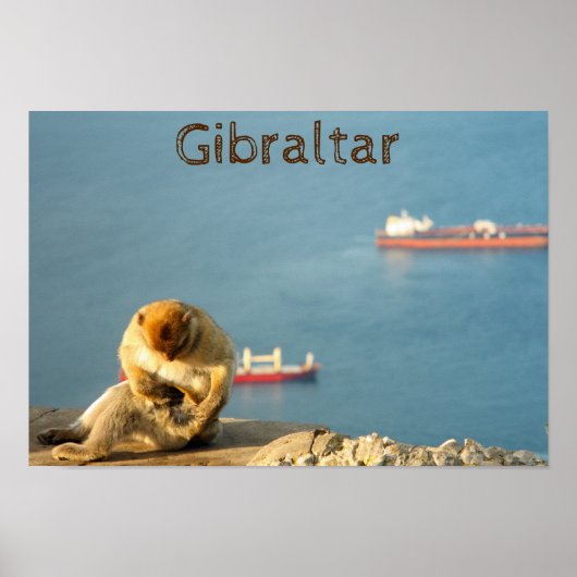 Gibraltar Barbary ape Poster (Vorne)