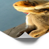 Gibraltar Barbary ape Poster (Ecke)