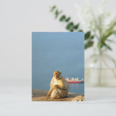 Gibraltar Barbary ape Postkarte (Stehend Vorderseite)