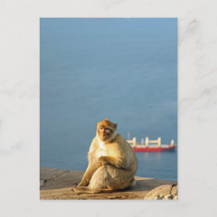 Gibraltar Barbary ape Postkarte
