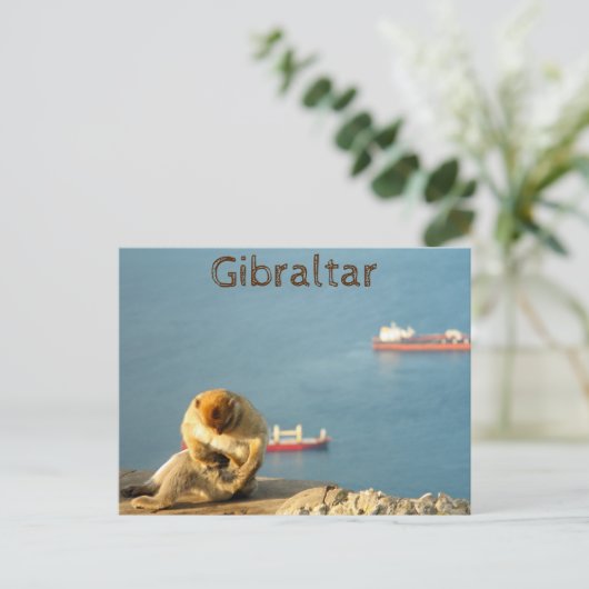 Gibraltar Barbary ape Postkarte (Stehend Vorderseite)