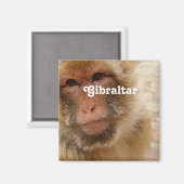 Gibraltar Barbary Macaques Magnet (Vorderseite/Rückseite)