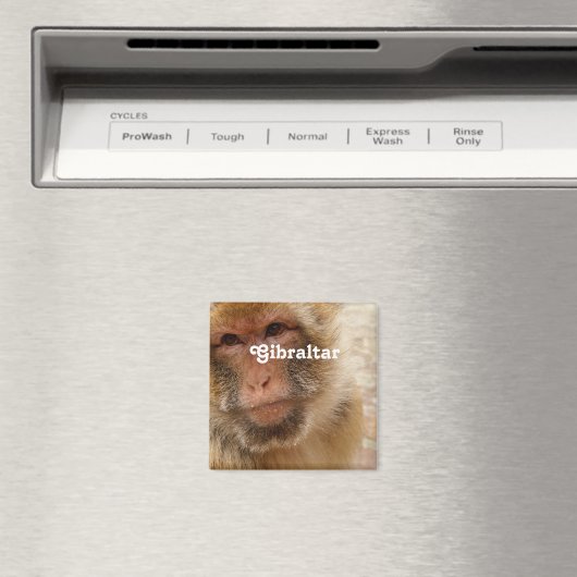 Gibraltar Barbary Macaques Magnet (In Situ (Geschirrspüler))