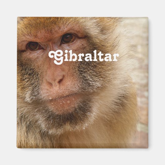 Gibraltar Barbary Macaques Magnet (Vorne)