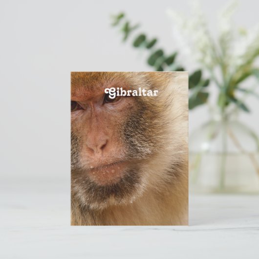 Gibraltar Barbary Macaques Postkarte (Stehend Vorderseite)
