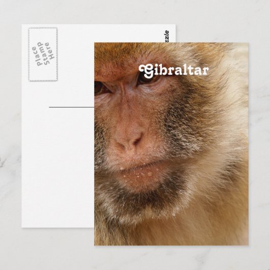Gibraltar Barbary Macaques Postkarte (Vorne/Hinten)