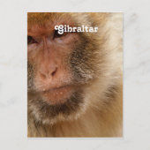 Gibraltar Barbary Macaques Postkarte (Vorderseite)