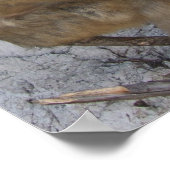 Gibraltar Monkey-Poster Poster (Ecke)