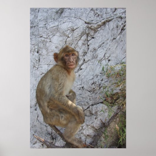 Gibraltar Monkey-Poster Poster (Vorne)