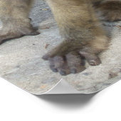 Gibraltar Monkeys-Poster Poster (Ecke)