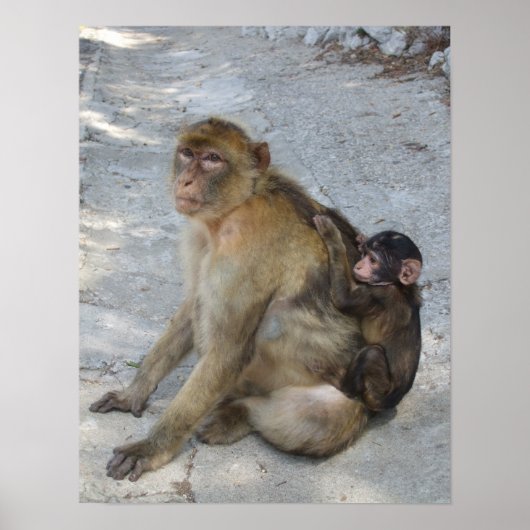 Gibraltar Monkeys-Poster Poster (Vorne)