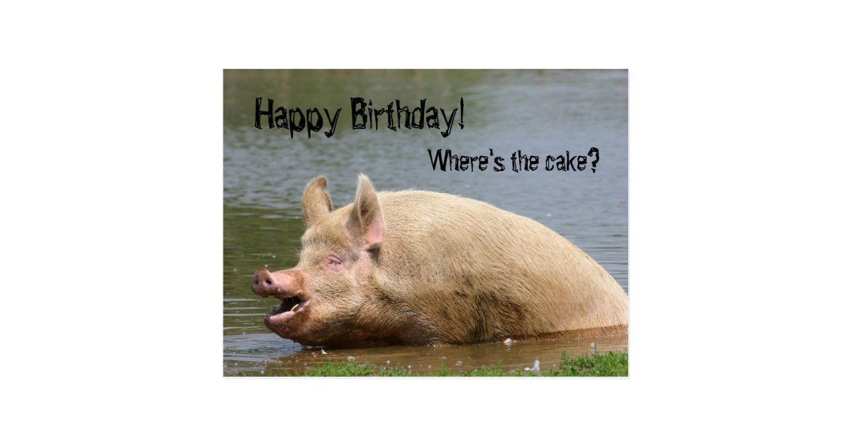 Gieriger Schwein Geburtstag Postkarte Zazzle.de