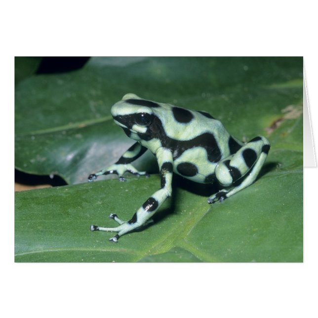 Gift-Dart-Frog (Dendrobates auratus) Cahuita (Vorderseite (Horizontal))