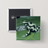 Gift-Dart-Frog (Dendrobates auratus) Cahuita Button (Vorne & Hinten)