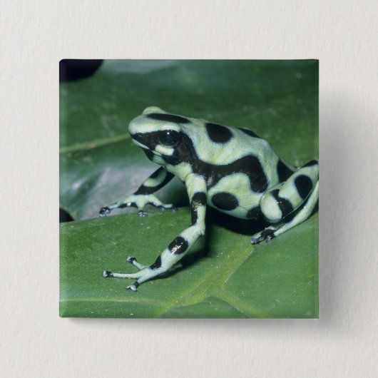 Gift-Dart-Frog (Dendrobates auratus) Cahuita Button (Vorderseite)