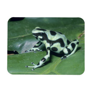 Gift-Dart-Frog (Dendrobates auratus) Cahuita Magnet