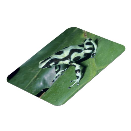 Gift-Dart-Frog (Dendrobates auratus) Cahuita Magnet (Linke Seite)