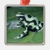 Gift-Dart-Frog (Dendrobates auratus) Cahuita Ornament Aus Metall (Vorne)