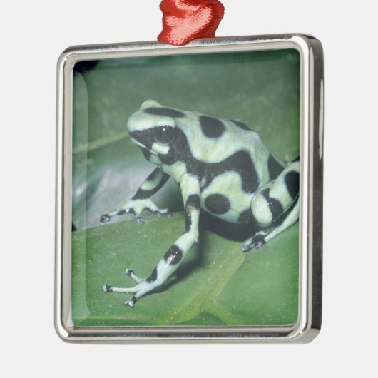 Gift-Dart-Frog (Dendrobates auratus) Cahuita Ornament Aus Metall (Links)