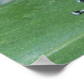 Gift-Dart-Frog (Dendrobates auratus) Cahuita Poster (Ecke)