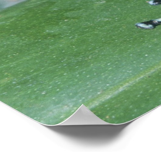 Gift-Dart-Frog (Dendrobates auratus) Cahuita Poster (Ecke)